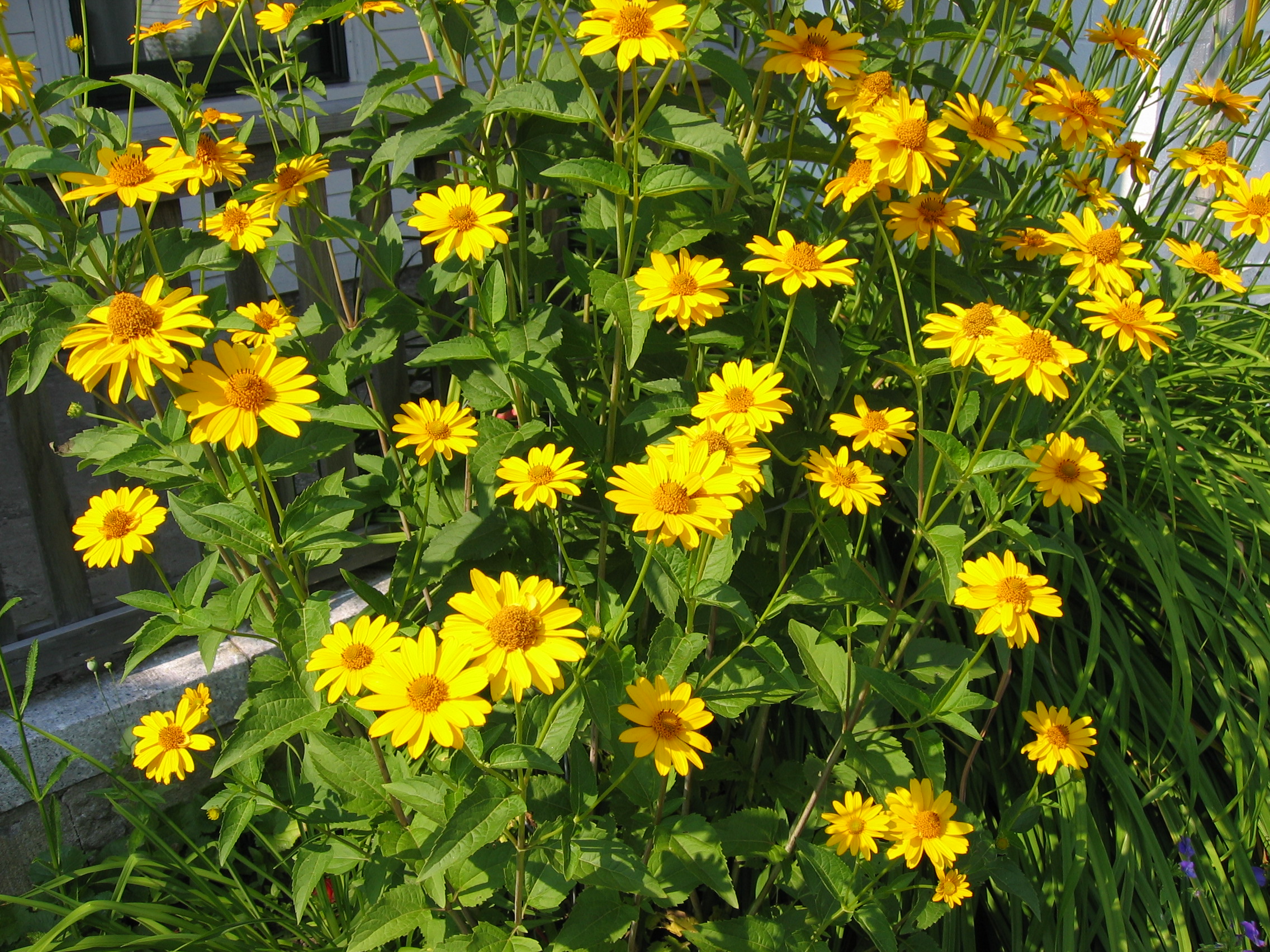 Online Plant Guide Heliopsis helianthoides / False Sunflower